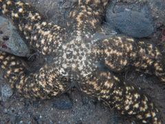 Evasterias troschelii