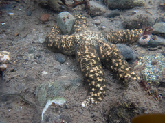 Evasterias troschelii