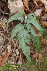 Arachniodes simplicior