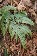 Arachniodes simplicior