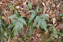 Arachniodes simplicior