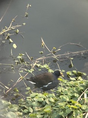 Gallinula chloropus chloropus