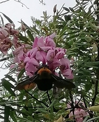 Xylocopa flavorufa