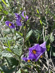 Solanum parishii