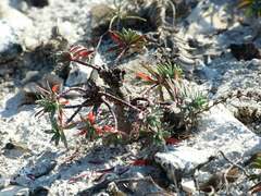 Euphorbia petrophila