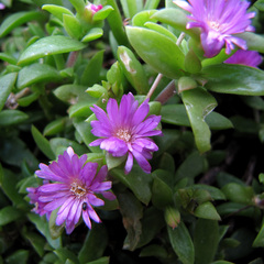 Delosperma rogersii
