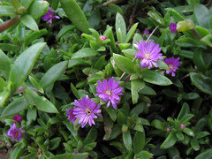 Delosperma rogersii