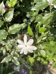 Jasminum dichotomum