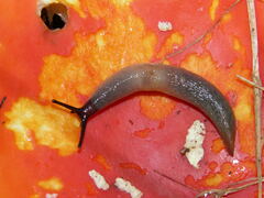 Krynickillus melanocephalus