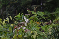 Pentaclethra macroloba