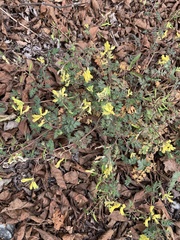 Corydalis pallida