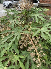 Fatsia polycarpa