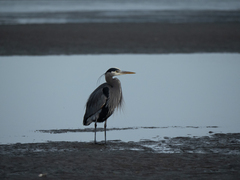 Ardea herodias fannini