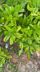 Scaevola taccada