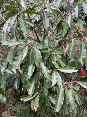 Photinia niitakayamensis