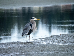 Ardea herodias fannini