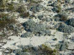 Artemisia hololeuca