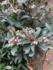 Pieris japonica taiwanensis