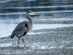 Ardea herodias fannini