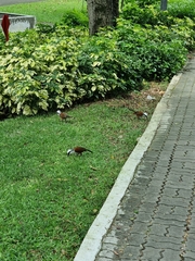 Garrulax leucolophus