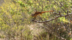 Trithemis annulata
