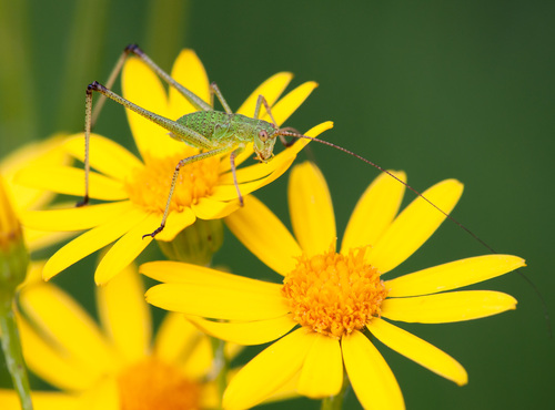 Lakštasparnis pjūklius nuotrauka