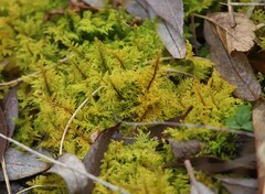 Thuidium
