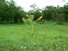 Cleome viscosa