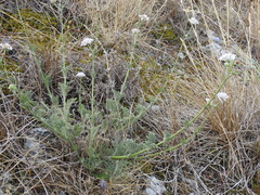 Scabiosa triandra