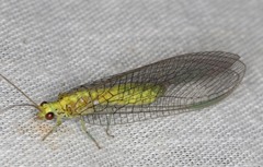 Calochrysa extranea