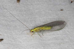 Calochrysa extranea