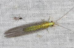Calochrysa extranea