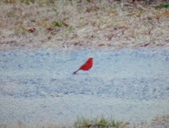 Piranga rubra