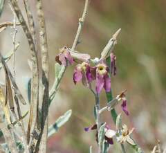 Matthiola fragrans