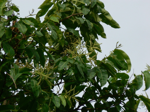 Terminalia elliptica (Terminalia elliptica)