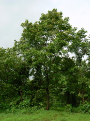 Terminalia elliptica