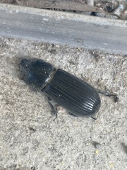 Aulacocyclus edentulus