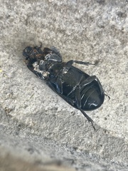 Aulacocyclus edentulus