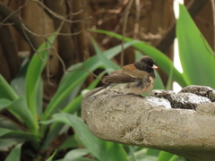Junco hyemalis