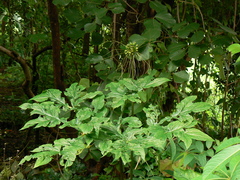 Tacca leontopetaloides