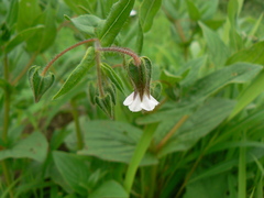 Trichodesma inaequale