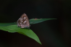 Arhopala birmana