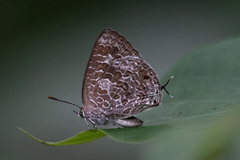 Arhopala birmana