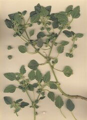 Chrozophora tinctoria