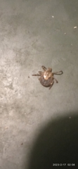 Ixodidae