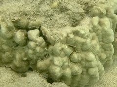 Porites lobata