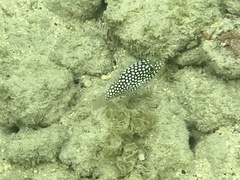 Canthigaster jactator