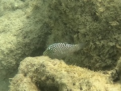 Canthigaster jactator