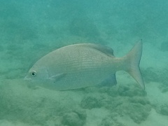Kyphosus cinerascens