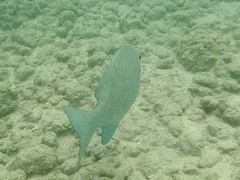 Kyphosus cinerascens